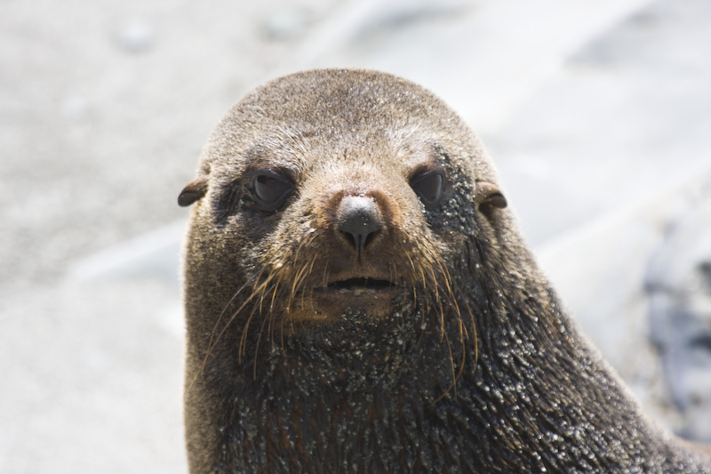 New Zealand Fur Sealion